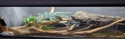 King Snake reptiles for sale: California king snake + FULL setup - Advert 5
