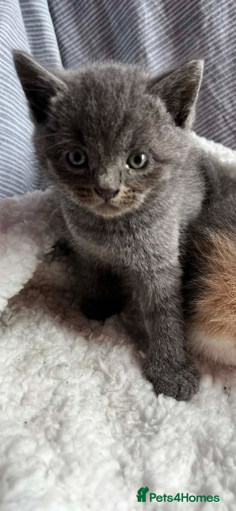 Mixed Breed cats Stunning BSH kittens ready now  - Advert 1