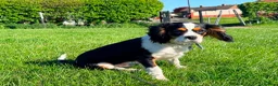 Cavalier King Charles Spaniel dogs for sale: Cavalier Brothers Looking for a New Home - Advert 6