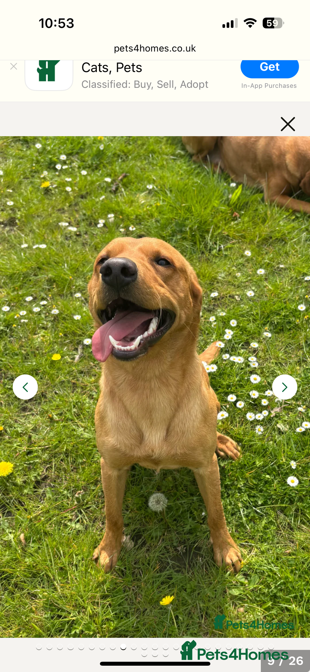 Labrador Retriever dogs for sale: Mixed Yellow and Red Labrador Puppies - Advert 15