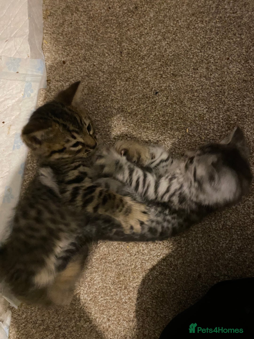 Mixed Breed cats for sale: Ragdol x bengal  - Advert 20