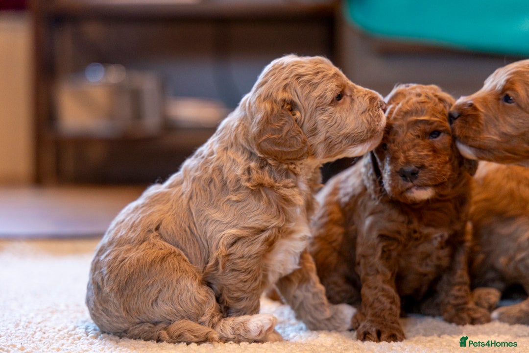 Mixed Breed dogs for sale: Beautiful litter of Australian labradoodles  - Advert 26