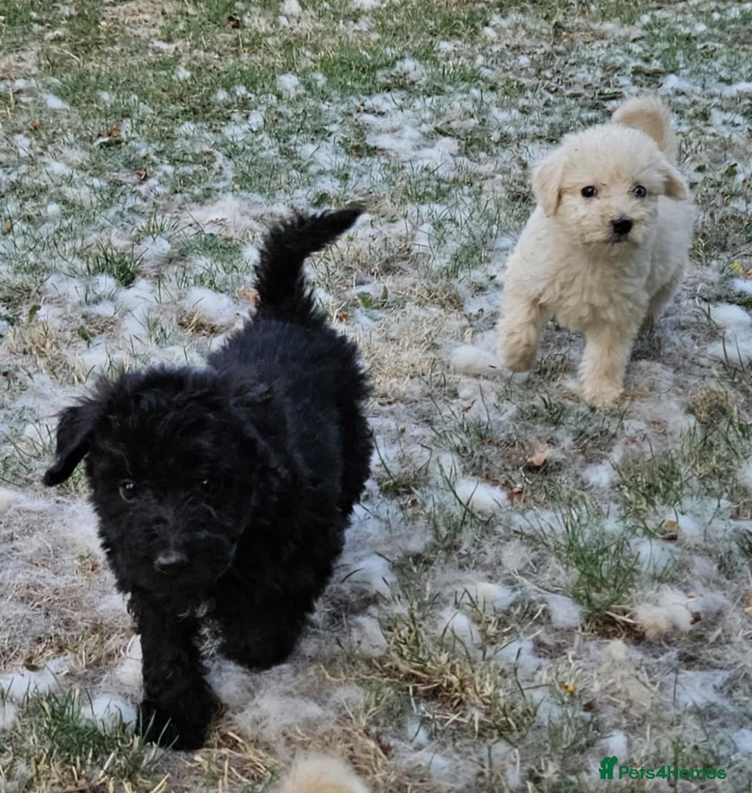 Mixed Breed dogs for sale: F1 Shepadoodle Puppies in Boston - Image 16