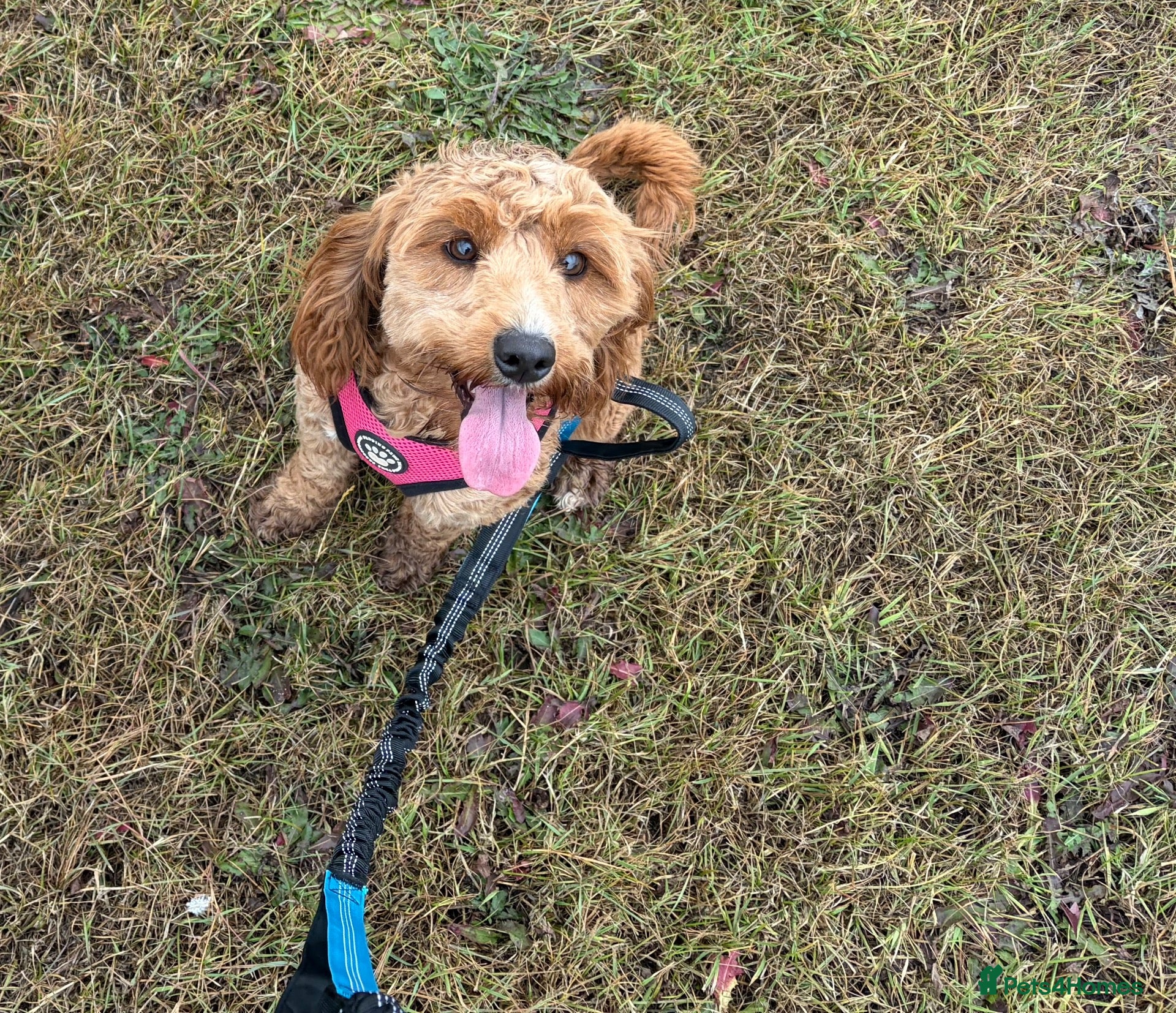 Cockapoo dogs Waiting list for F1b cockapoos!  - Advert 1