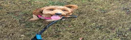 Cockapoo dogs for sale: Waiting list for F1b cockapoos!  - Advert 1