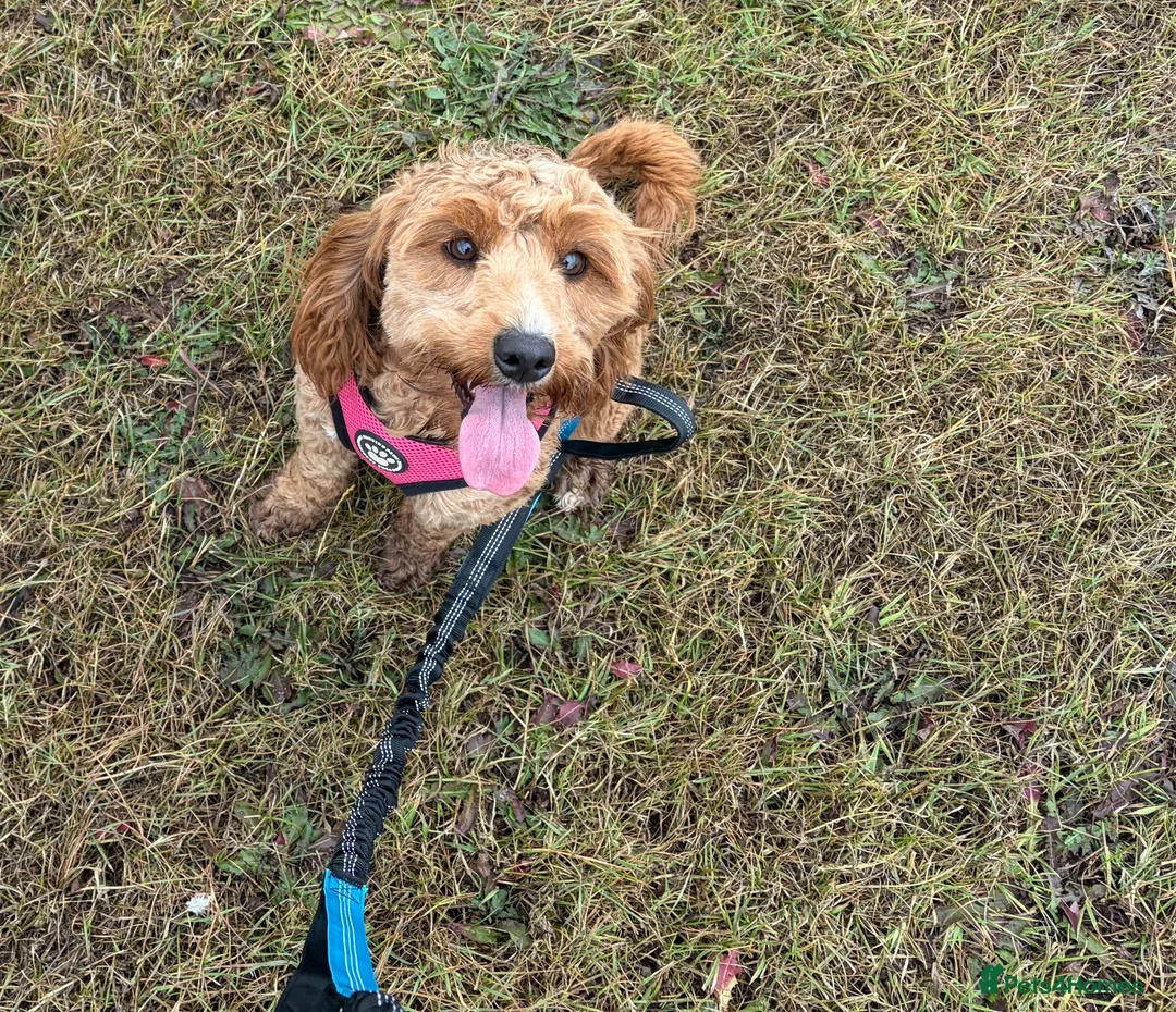 Cockapoo dogs for sale: Waiting list for F1b cockapoos!  - Advert 1