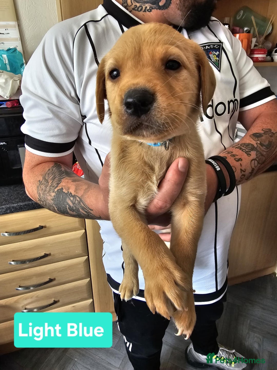 Labrador Retriever dogs for sale: FOX RED AND LIGHT LABS READY NOW! - Image 3