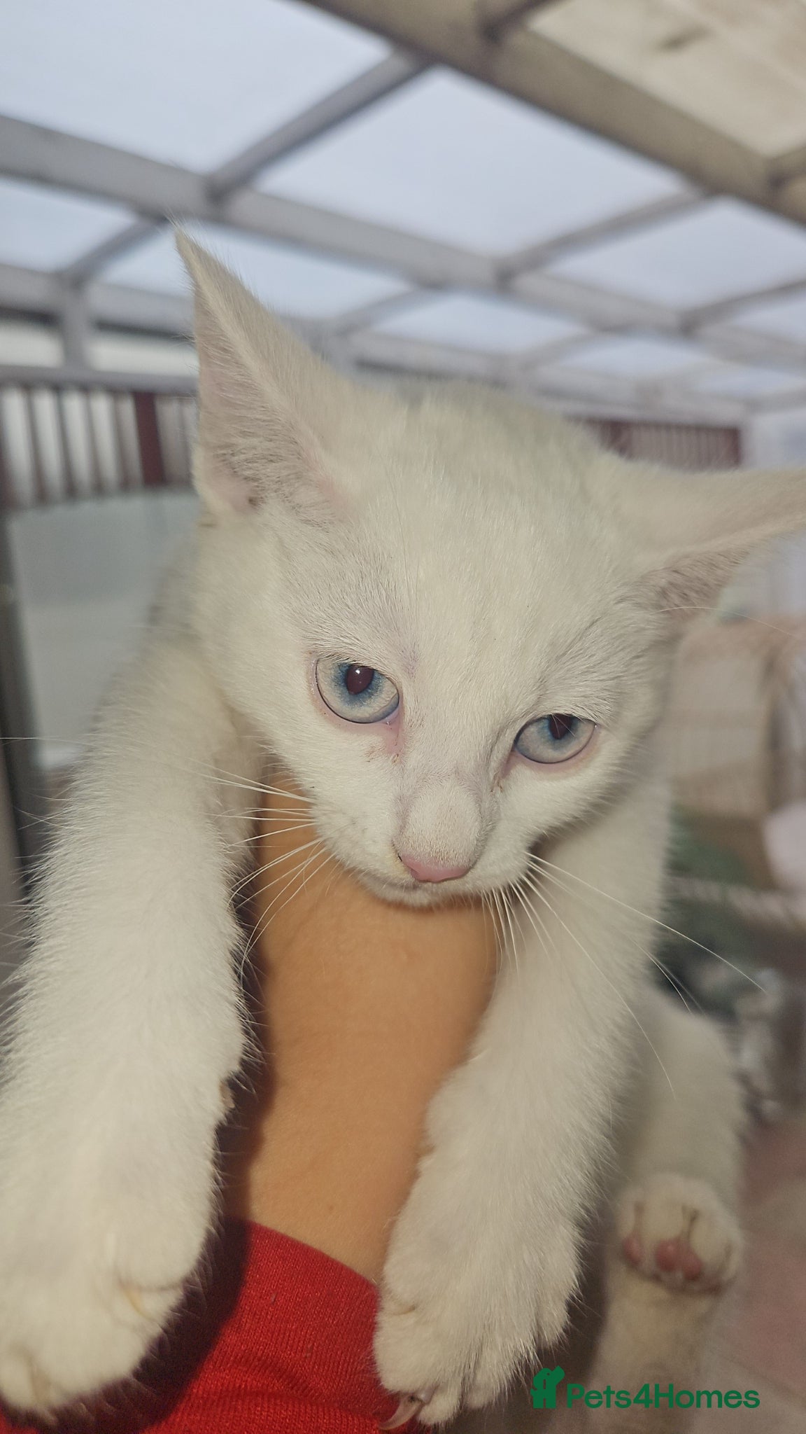 Mixed Breed cats for sale: White kittens ready to go in Southall - Advert 3