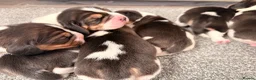 Beagle dogs for sale: Kc Reg Beagle Pups  - Advert 3