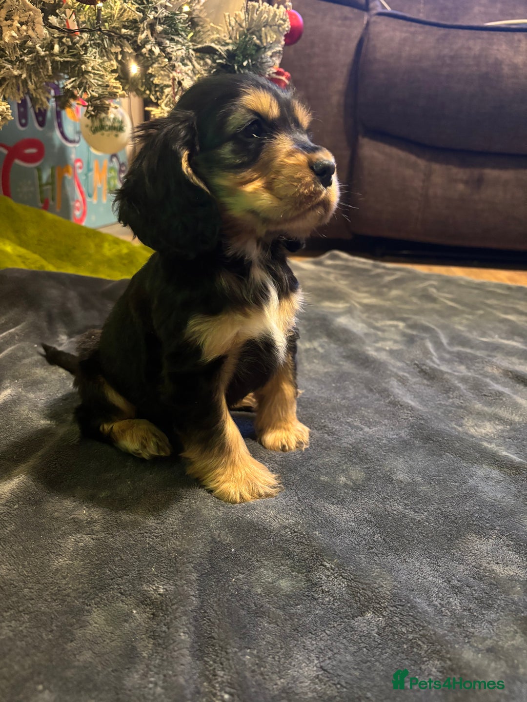 Cocker Spaniel dogs for sale: Show cocker spaniel  - Advert 1