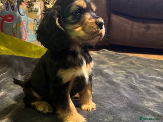 Cocker Spaniel dogs Show cocker spaniel - Advert 7