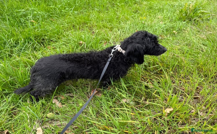 Mixed Breed dogs for adoption - Advert 2