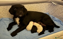 Mixed Breed dogs for sale: Pugalier x miniature schnauzer puppies - Image 6