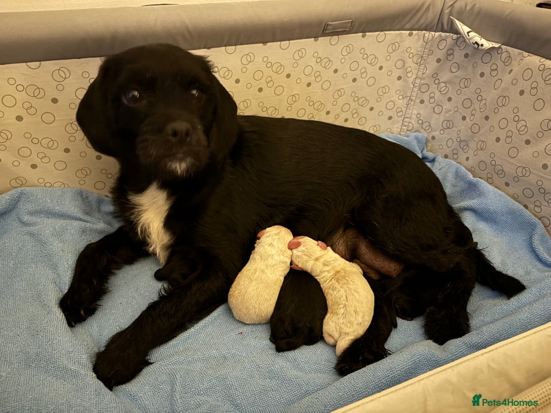 Mixed Breed dogs for sale: Pugalier x miniature schnauzer puppies - Image 6