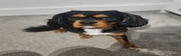 Cavalier King Charles Spaniel dogs for stud: Geordie kc cavalier - Advert 7