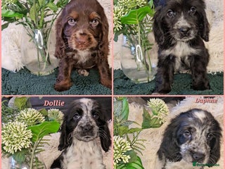 Cocker Spaniel dogs Exceptional Pedigree Show Type English Cockers - Advert 17