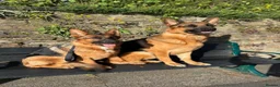 German Shepherd dogs for stud: Shadow Available for stud  - Advert 4
