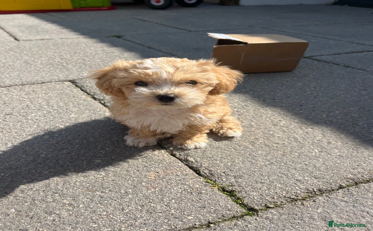 Maltipoo dogs - Advert 1