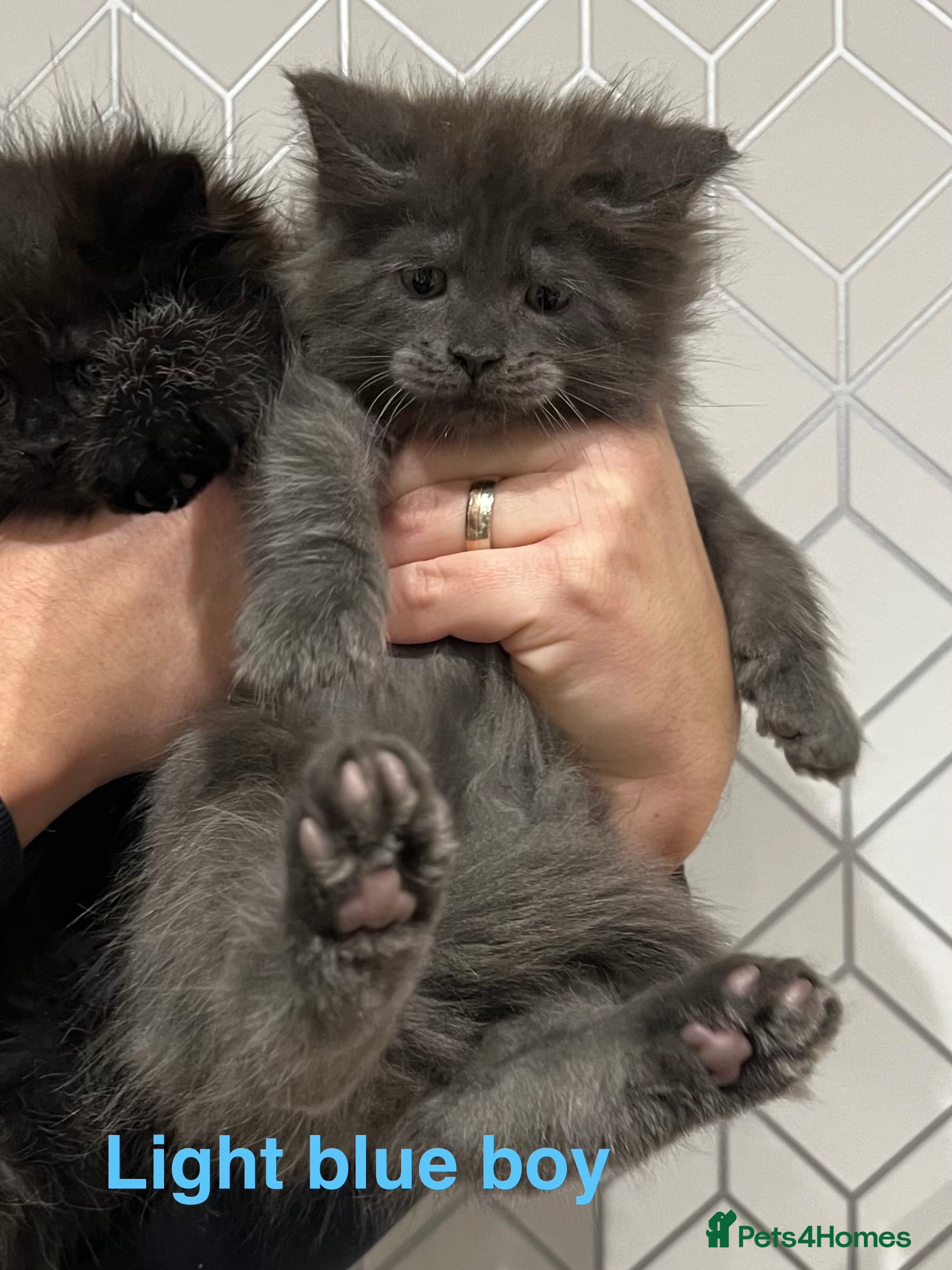 Maine Coon cats Maine coon kittens blue silver smoke rare colours - Advert 1