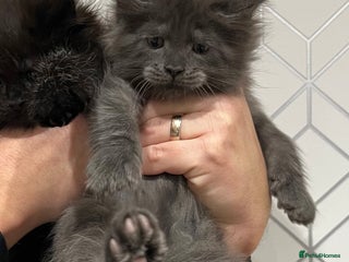 Maine Coon cats Maine coon kittens blue silver smoke rare colours - Advert 2
