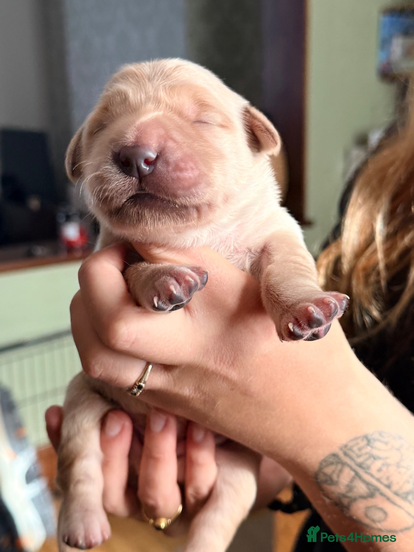 Golden Retriever dogs 🐾 Golden Retriever Puppies — 3 Girls & 2 Boys 🐾 - Advert 3