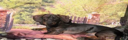 Dachshund dogs for sale: Miniature daschound  - Advert 2