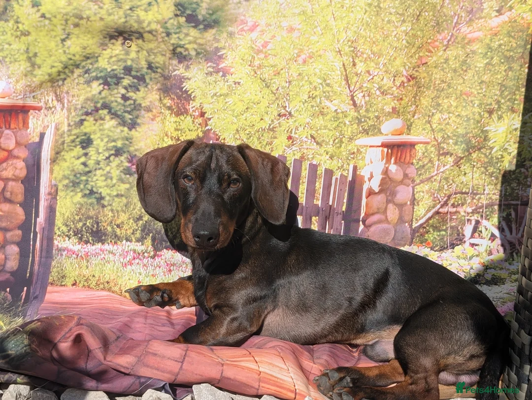 Dachshund dogs for sale: Miniature daschound  - Advert 2