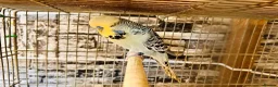 Budgerigars birds for sale: Proven breeding pairs only  - Advert 7