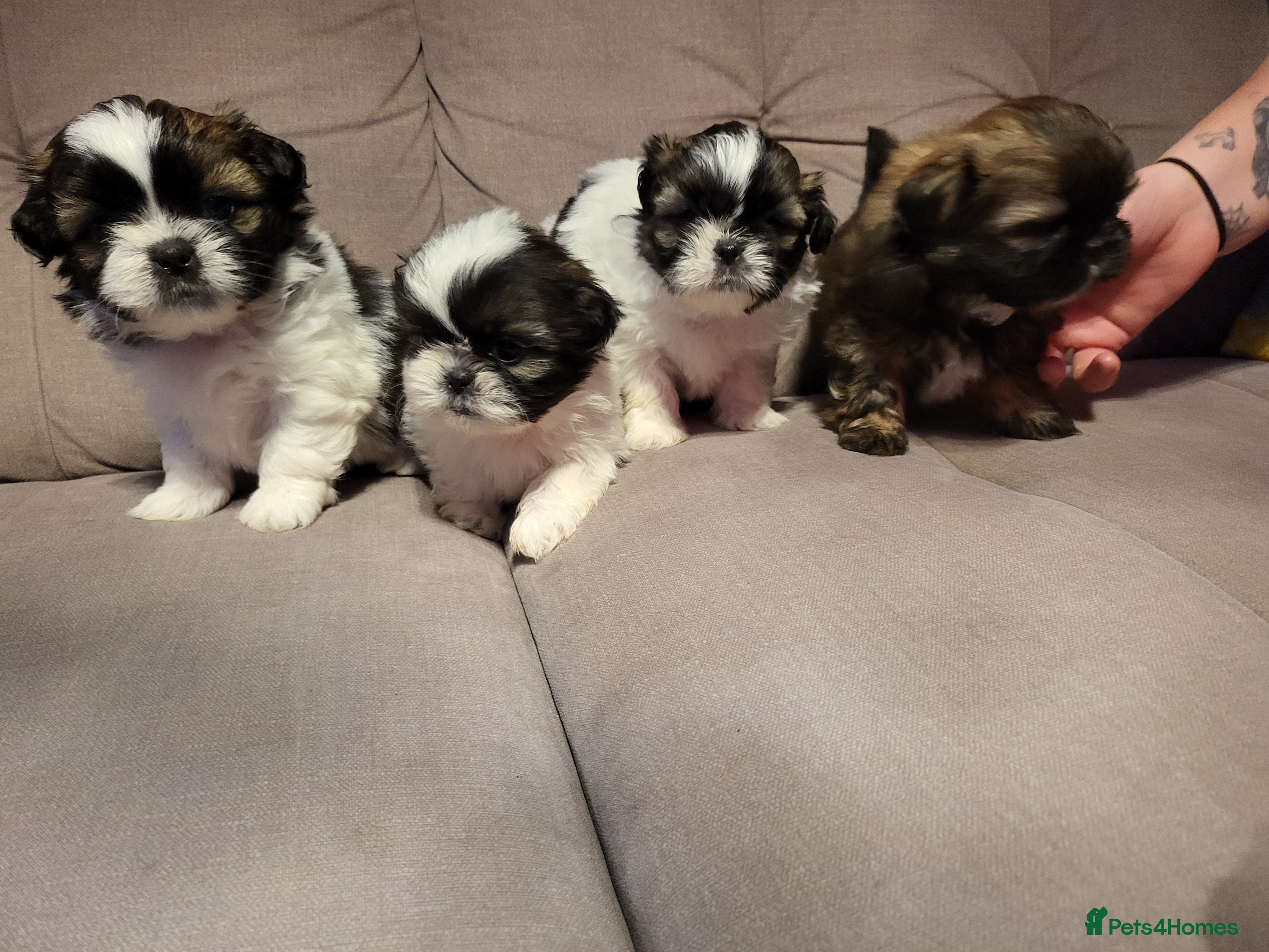 Shih Tzu dogs Shih tzu puppies - Advert 13