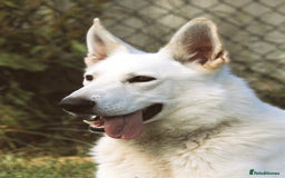 German Shepherd dogs for stud: Proven White Shepherd Dog ~ Frozen Semen Available - Image 5