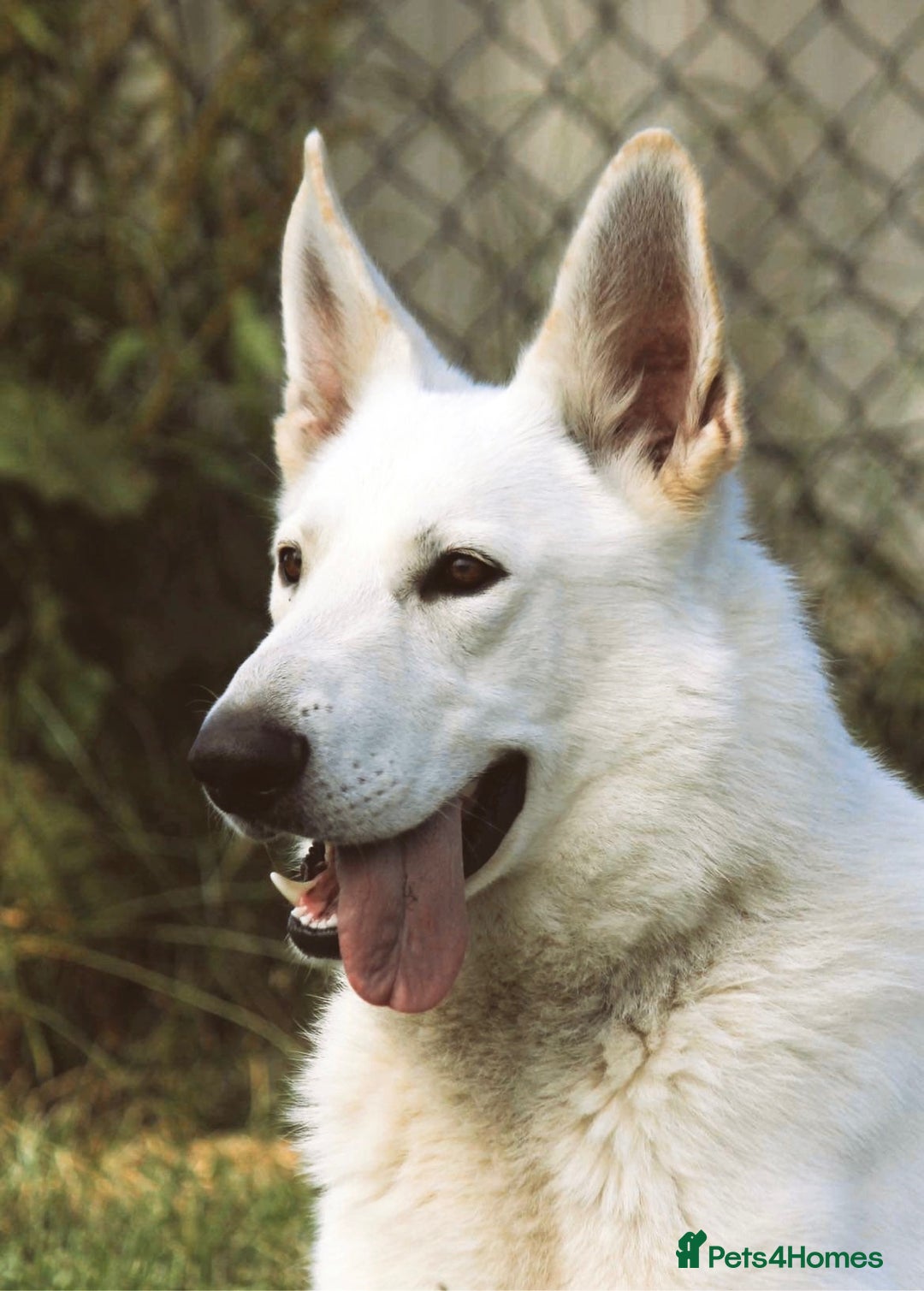 German Shepherd dogs for stud: Proven White Shepherd Dog ~ Frozen Semen Available - Image 5
