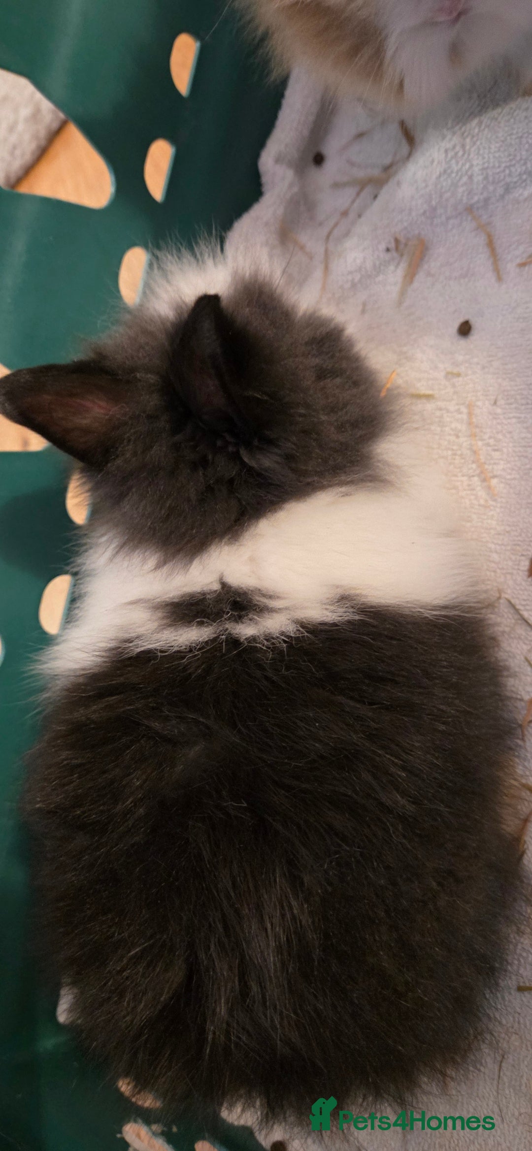 Lionhead rabbits for sale: 4 beautiful baby purebred lionhead rabbits  - Advert 8