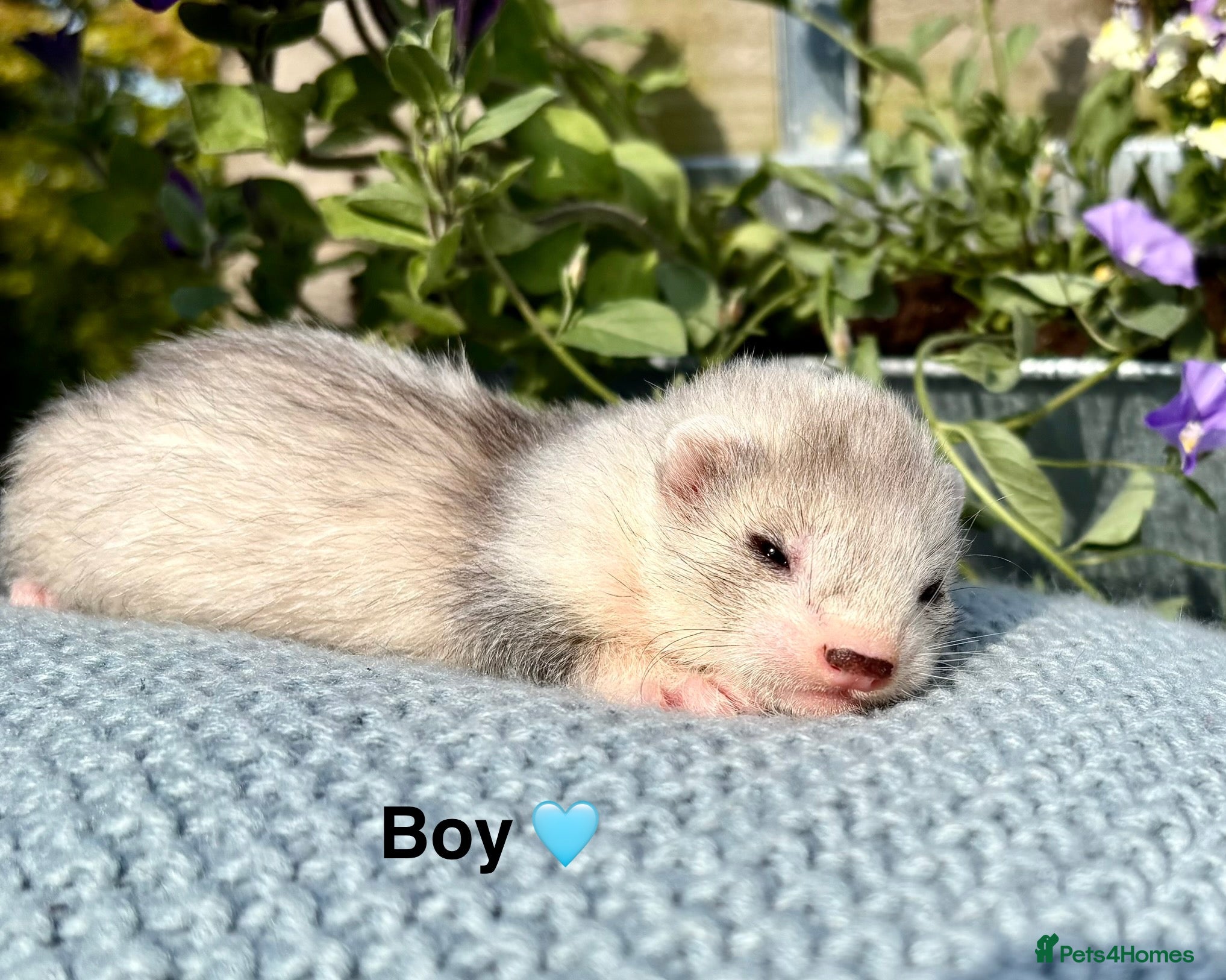 Ferret rodents Beautiful Kits  - Advert 1