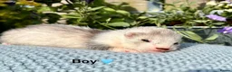 Ferret rodents for sale: Beautiful Kits  - Advert 1