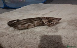 Bengal cats for sale:  1 stunning male bengal kitten (reduced price) - Image 29