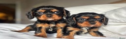 Cavalier King Charles Spaniel dogs for sale: 🐶KC REG, EXTENSIVELY HEALTH TESTED CAVALIER 🐶  - Advert 29