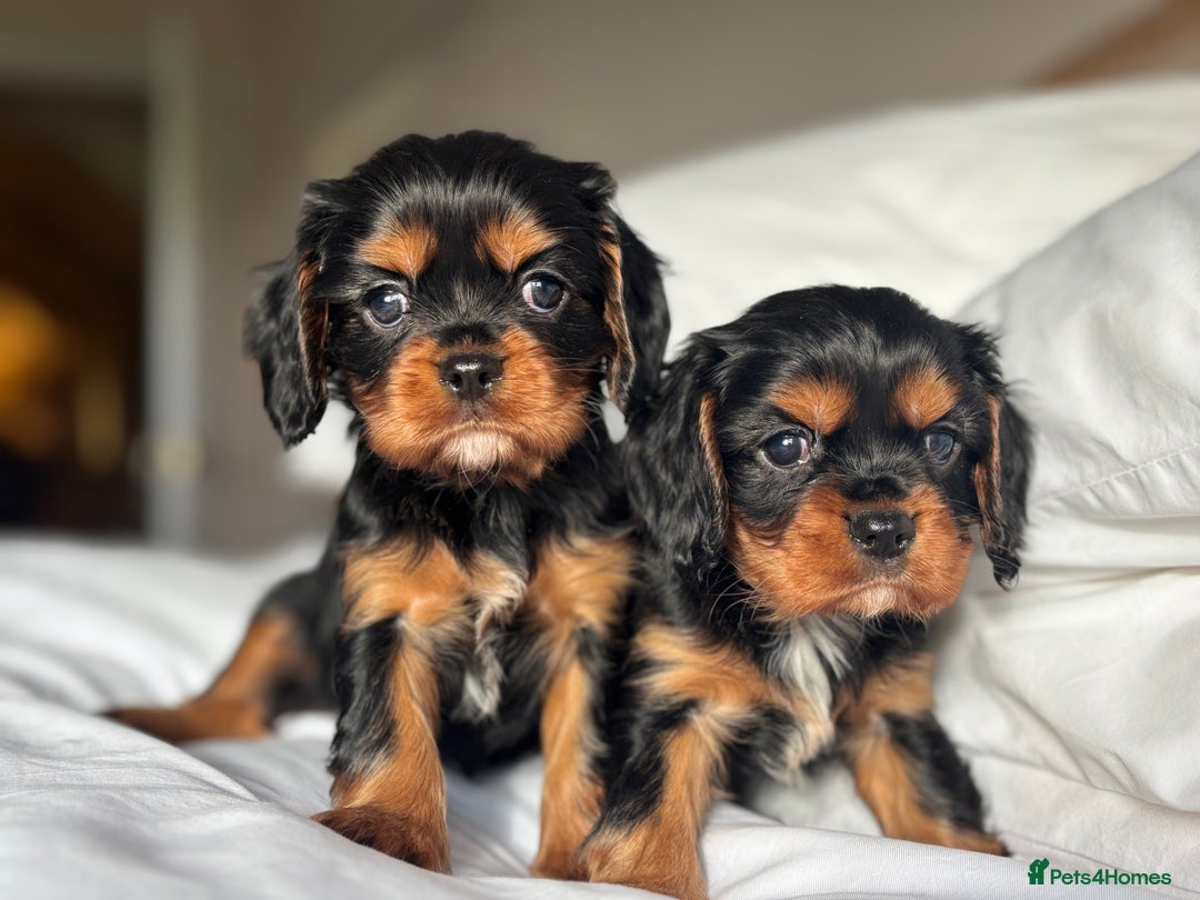Cavalier King Charles Spaniel dogs for sale: 🐶KC REG, EXTENSIVELY HEALTH TESTED CAVALIER 🐶  - Advert 29