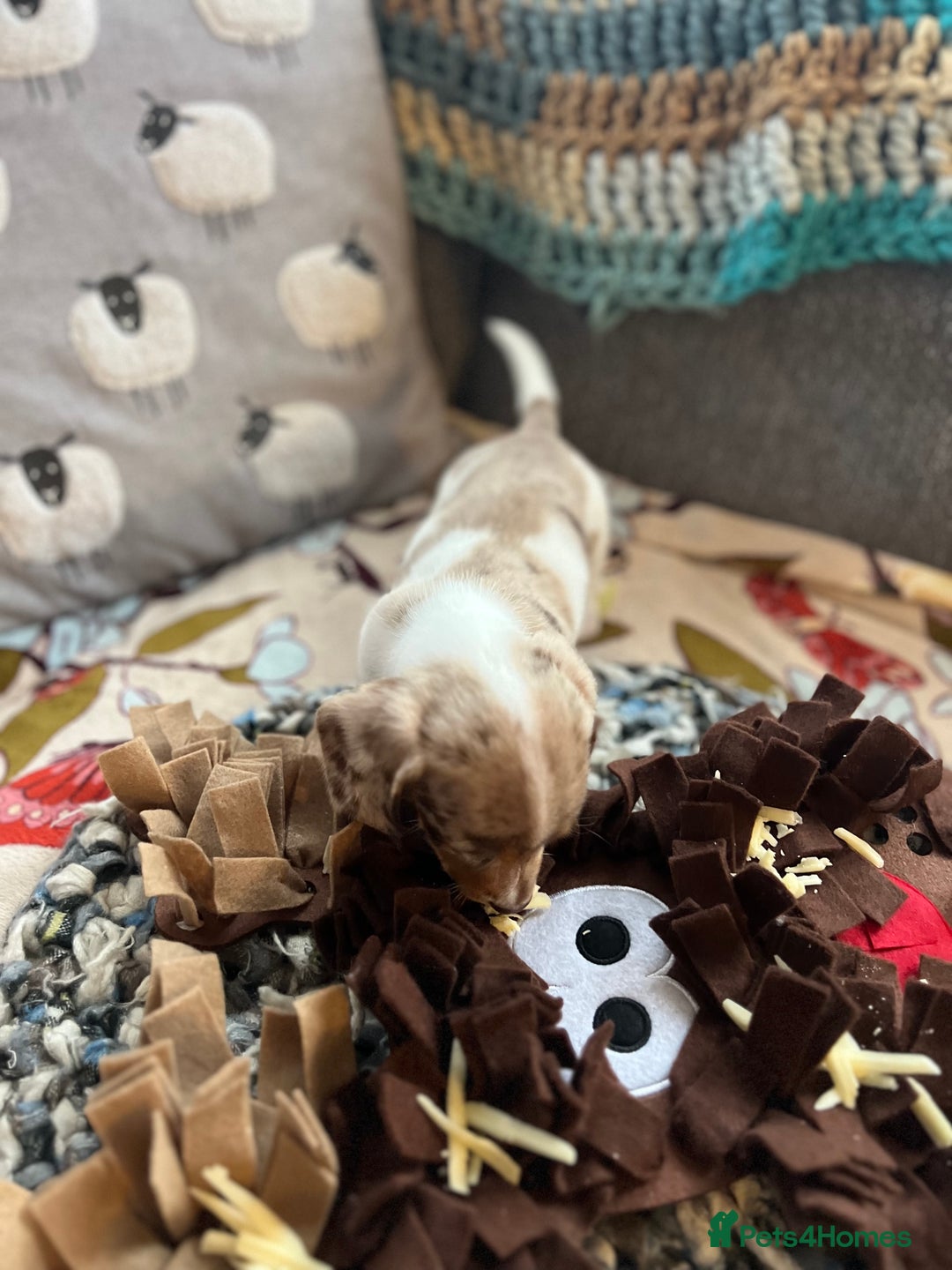 Miniature Dachshund dogs for sale: Miniature dachshund puppies short haired - Image 12