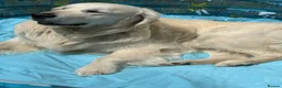 Golden Retriever dogs for sale: Beautiful golden boy - Advert 2