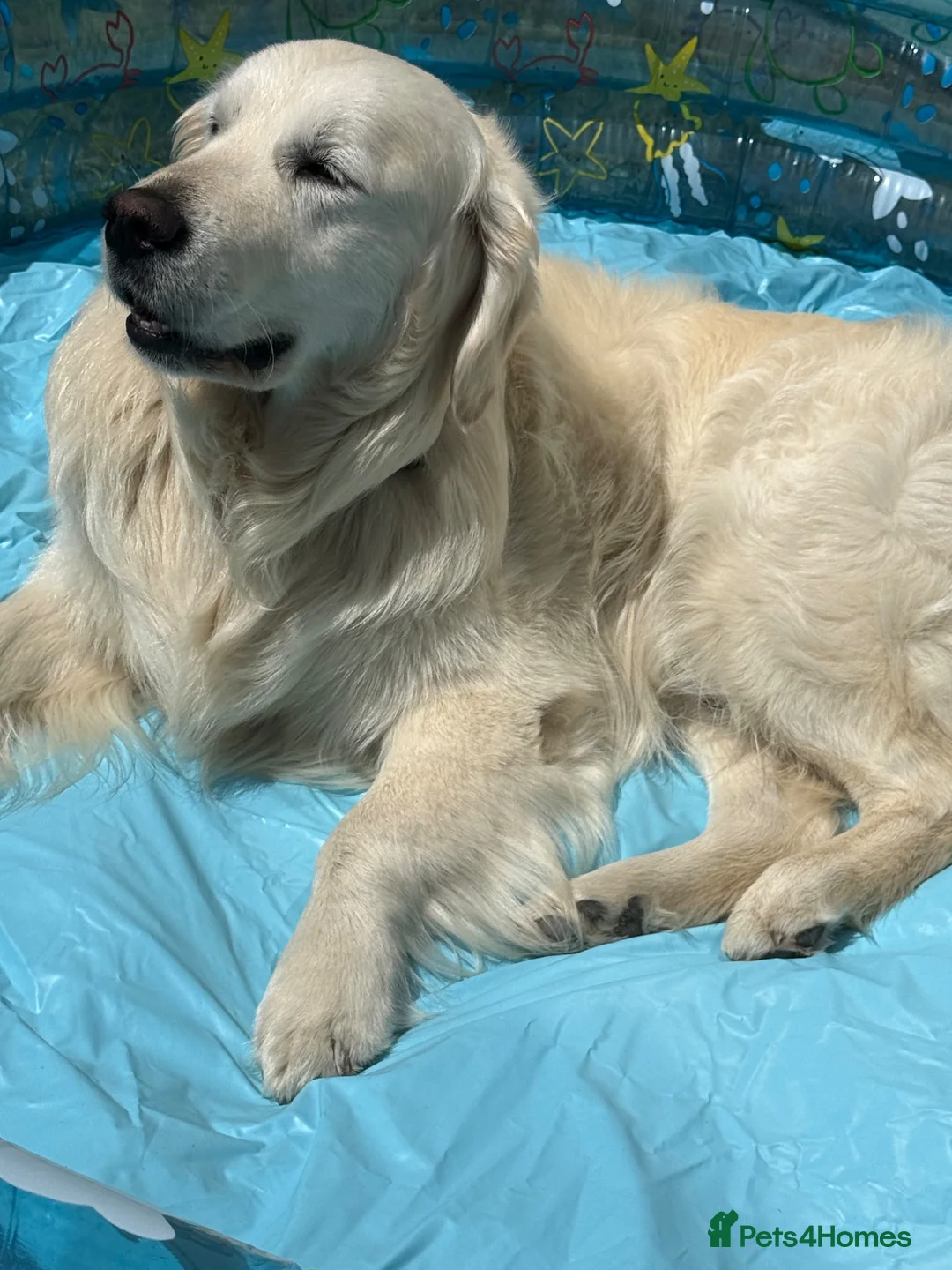 Golden Retriever dogs for sale: Beautiful golden boy - Advert 2