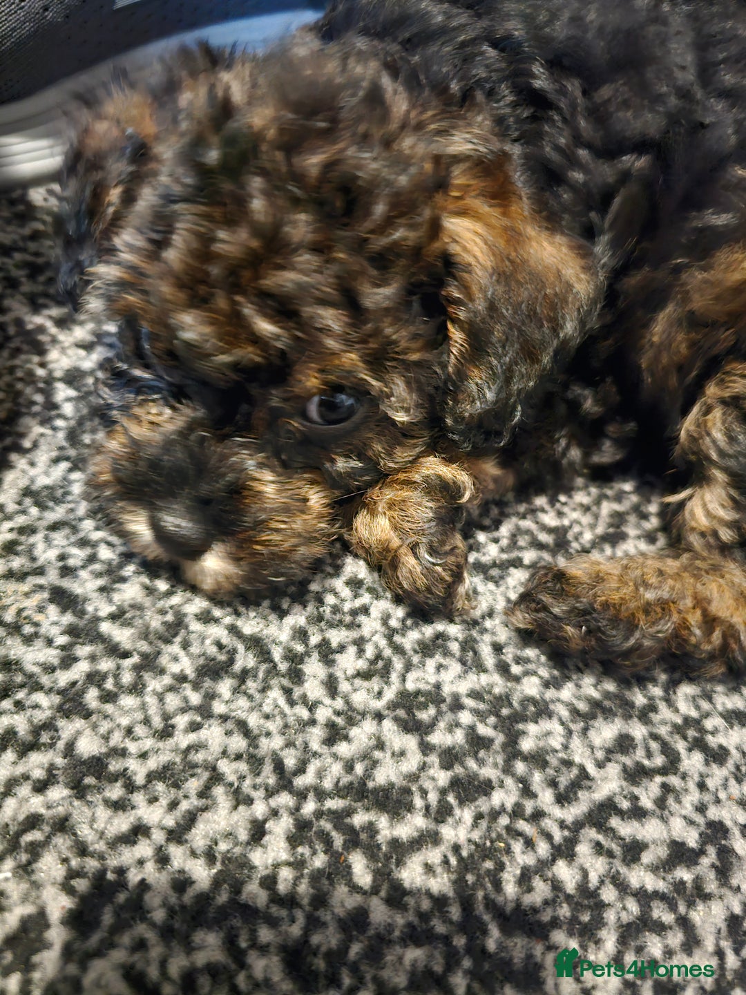 Schnoodle dogs for sale: Miniture Schnoodle pups - Advert 1