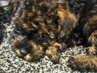 Schnoodle dogs Miniture Schnoodle pups - Advert 7