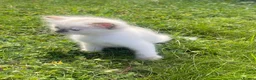 Ragdoll cats for sale: 🐾 Beautiful Ragdoll Girls rare colours 🐾 - Advert 18