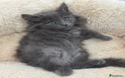 Mixed Breed cats for sale: LOVELY KITTENS  - Advert 11