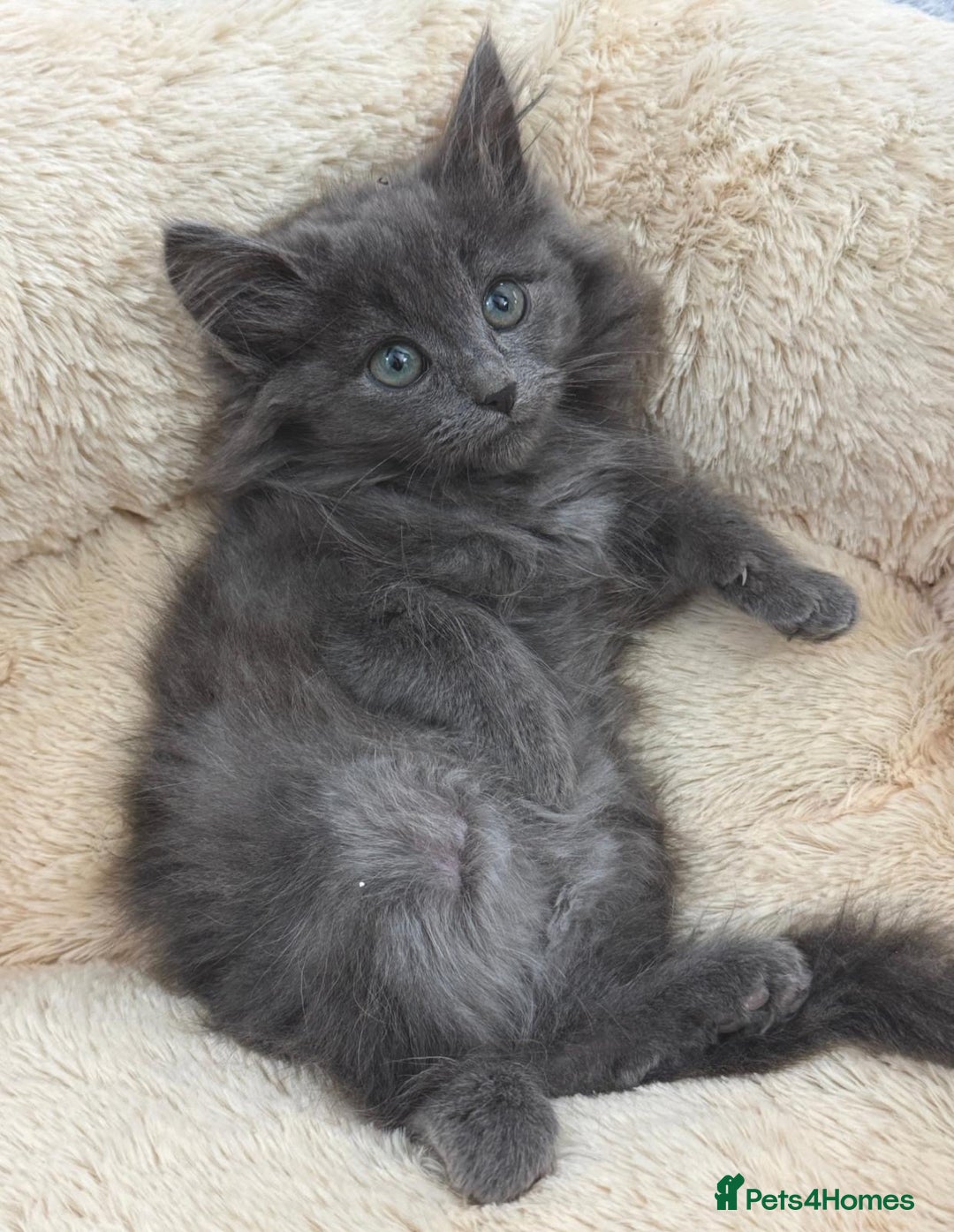 Mixed Breed cats for sale: LOVELY KITTENS  - Advert 11