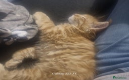 Maine Coon cats for sale: Maincoon  - Image 4
