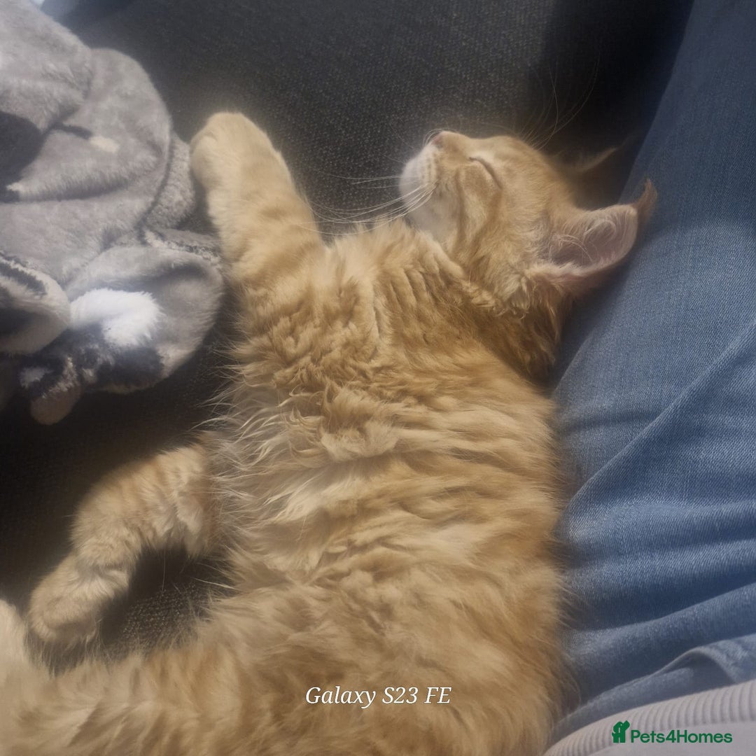 Maine Coon cats for sale: Maincoon  - Image 4