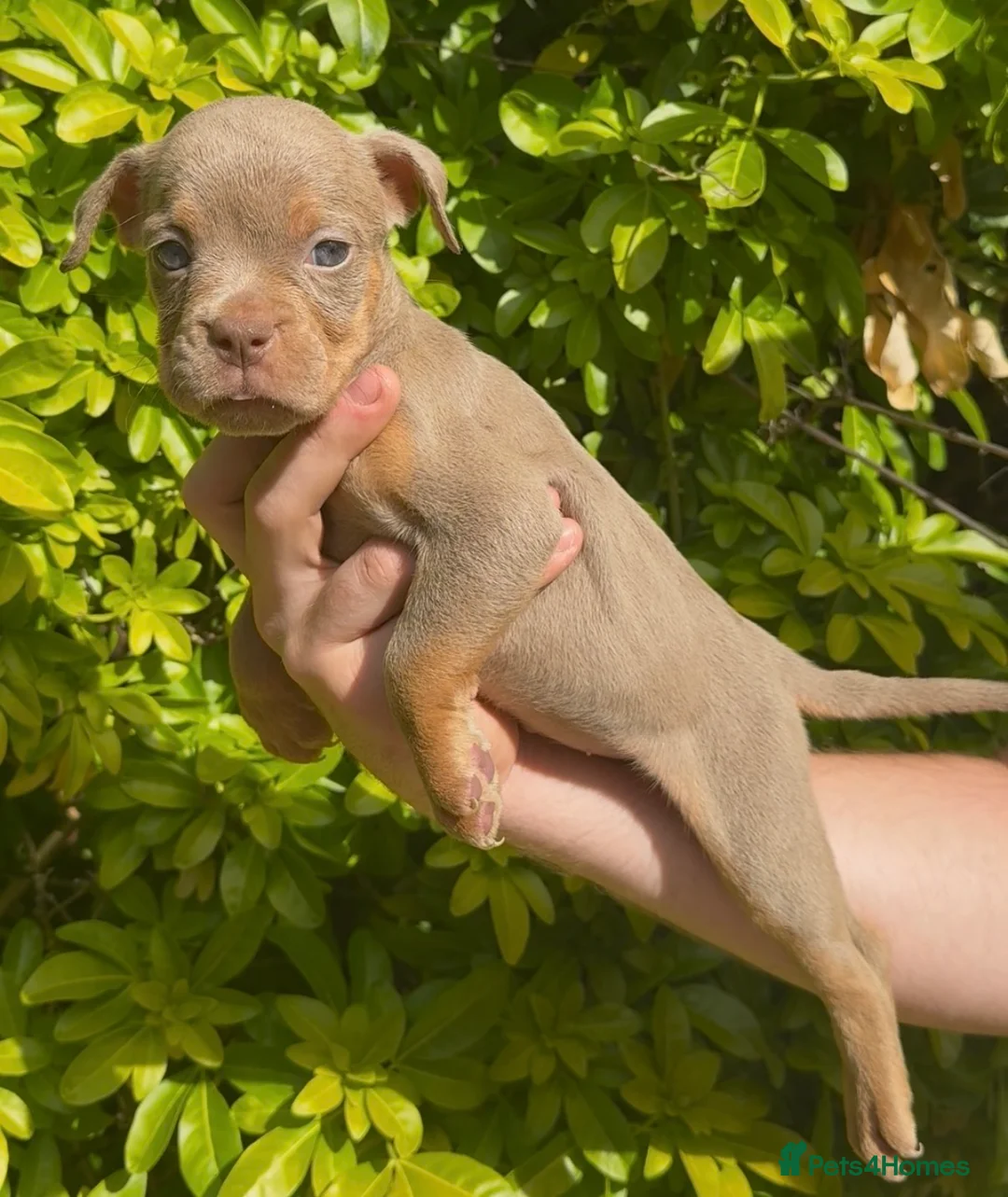 Olde English Bulldogge dogs for sale: 7 old tyme bulldog puppies available  - Advert 2