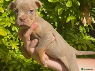 Olde English Bulldogge dogs Ready now! 5 puppies available - Advert 3