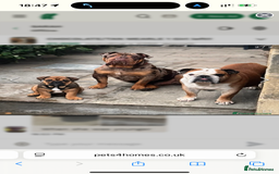 English Bulldog dogs for sale: English bulldog choc tan Merle puppy 🐶  - Image 3